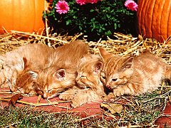 Kitten Patch, Red Tabbies